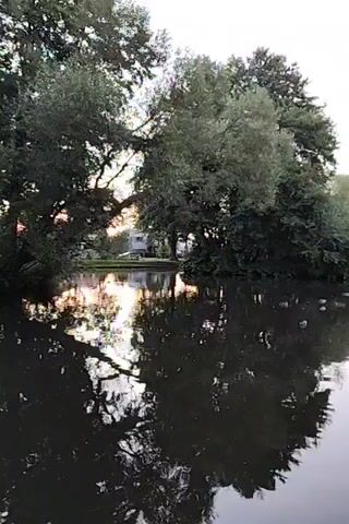 A serene video captures a body of water, likely a lake or pond, with a reflection of trees on its surface. Several ducks are visible swimming in the water. On the far bank, a house with a red roof and white trim is nestled amongst lush green trees. The sky above is overcast, suggesting a calm, possibly early morning or late afternoon setting. The overall ambiance is peaceful and natural.