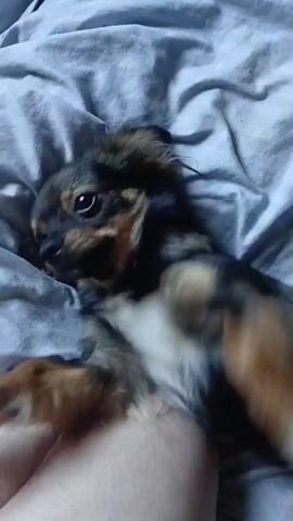 A small dog with black, tan, and white fur lies on its back on a gray, rumpled surface. The dog's paws are in the air, and its head is turned to the side, with its eyes partially closed. A person's hands are visible petting the dog's belly and legs. The background is a blurred gray blanket.