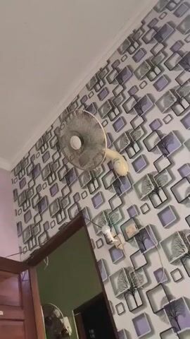 A ceiling fan is mounted on a wall with a patterned wallpaper. The fan has a white base and a silver grill. Below the fan, there is a doorway leading to another room. There are also electrical outlets and wires visible on the wall. The lighting suggests it is daytime.