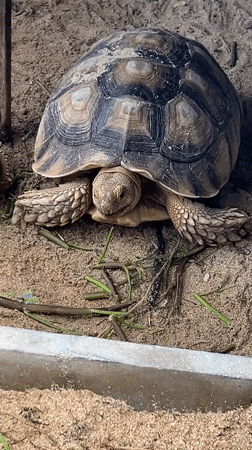 Early morning animal feeding observed at Ratsada facility