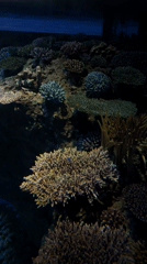 Morning visitor captures underwater exhibits at Osaka aquarium