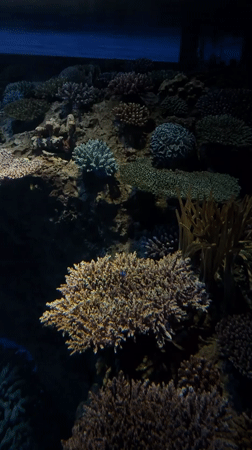 Morning visitor captures underwater exhibits at Osaka aquarium