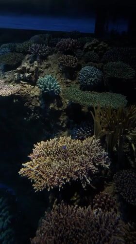 Morning visitor captures underwater exhibits at Osaka aquarium