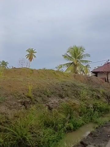 The video shows a rural landscape with a dirt road and several buildings. The road appears to be under construction or in disrepair, with piles of dirt and gravel visible. There are several palm trees scattered throughout the scene, as well as other vegetation. One building in the foreground is unfinished, with exposed framing and missing windows. The sky is overcast, suggesting cloudy or rainy weather. The overall impression is one of a developing or possibly damaged area.