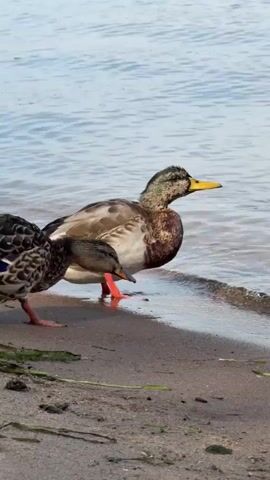 Two ducks are on a sandy shore next to a body of water. The duck in the foreground is facing left and dipping its beak into the water. The duck behind it is facing right and looking up and to the right. The water is blue and calm with small waves lapping at the shore. The sand is light brown with some small pebbles and green vegetation. The ducks appear to be mallards, with mottled brown and gray feathers. The video is shot from a slightly low angle, focusing on the ducks and their interaction with the water.