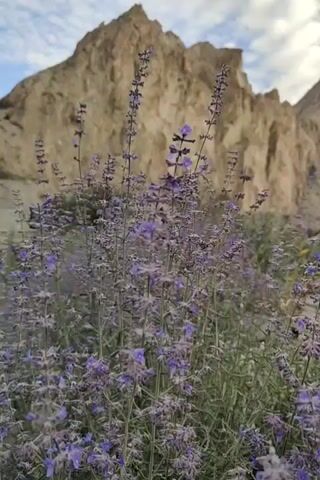 A low-angle shot focuses on a cluster of purple flowers in the foreground. Behind the flowers, a beige, rocky mountain dominates the background, with a cloudy sky above. The flowers are densely packed and appear to be swaying slightly.