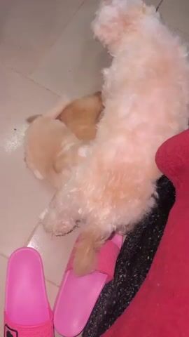 The video shows two small dogs, one larger and fluffy, the other smaller and lighter brown, interacting on the floor. The larger dog is mostly stationary, while the smaller dog is active, possibly playing or nursing. Pink slippers are visible in the foreground. The environment appears to be indoors with tiled flooring.
