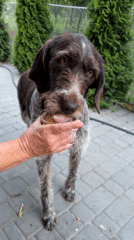 Wirehaired Griffon playing and relaxing on a backyard patio, Ukraine