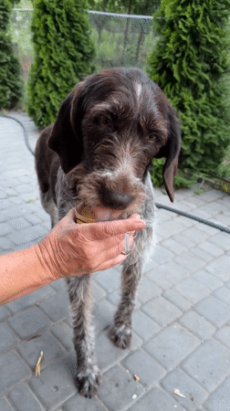 Wirehaired Griffon playing and relaxing on a backyard patio, Ukraine