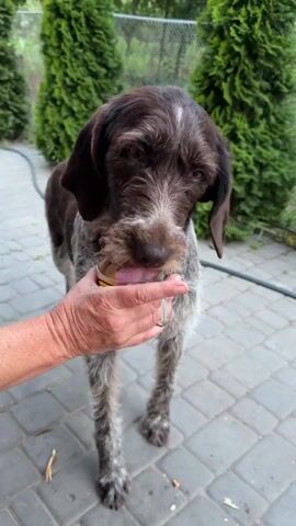 The video shows a brown and white Wirehaired Pointing Griffon dog being offered a drink from a small glass by a person's hand. The dog is standing on a paved patio, with several conical evergreen trees behind it. The setting appears to be outdoors, possibly a backyard, with a fence visible in the background. The dog is leaning forward and licking liquid from the glass. The time of day is likely daytime, given the lighting. The dog's expression is one of gentle curiosity or enjoyment. There is no visible text in the video.