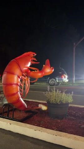 This is a vertical, dimly lit, outdoor video shot at night. In the foreground, on the left, is a large, brightly colored red lobster statue. It is positioned on a black metal stand over dark red mulch. The lobster's claws are raised, with its right claw pointed upwards, resembling a gesture. Next to the lobster, on the right, is a dark brown pot containing a green, leafy plant. A white curb is visible in the lower part of the frame. Behind the lobster and the plant, a dark asphalt road is visible, with red tail lights of a vehicle in the distance. A dark-colored SUV is parked on the right side of the road, with its headlights illuminating the scene. The background is dark and mostly obscured by the night sky. There is a pole with a red element visible on the far right. The video shows a few cars passing by in the distance, creating blurs of light.