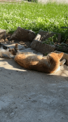 Orange kitten explores sunny backyard during afternoon hours