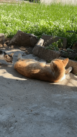 Orange kitten explores sunny backyard during afternoon hours
