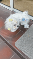 Elaborately styled white dog explores an outdoor garden setting
