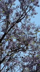 Spring scenes captured in Puebla: blooming jacaranda, dog walk