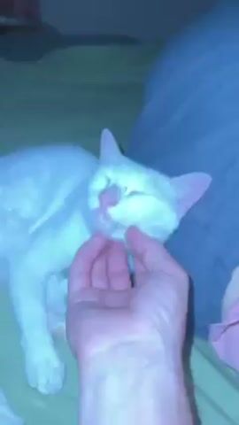 A hand rubs the cheek of a mostly-white cat lying on a bed. The cat has its eyes closed, a pink nose, and pink ears. The bedding is a light green color. The hand is coming from the bottom of the frame. A grey pillow and a pink item of clothing are visible to the right of the cat.