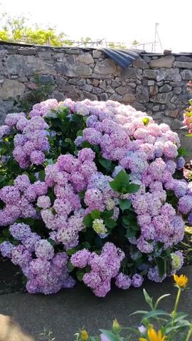 The video displays a vibrant garden scene in Oghuz, Azerbaijan. The primary focus is a large, flourishing hydrangea bush covered in abundant clusters of pale pink and purple flowers. These large, round blooms dominate the foreground and mid-ground, creating a lush and colorful display. To the right of the hydrangeas, a smaller bush with bright pink flowers adds another splash of color.

Behind the flowers, a rustic stone wall stretches across the background, suggesting a traditional or rural setting. Sunlight illuminates the scene, casting shadows and highlighting the textures of the flowers and the stone. The overall atmosphere is serene and idyllic, evoking a sense of natural beauty and tranquility. The time of day appears to be late morning or early afternoon, given the bright sunlight and the angle of the shadows. There is no visible text in the video.