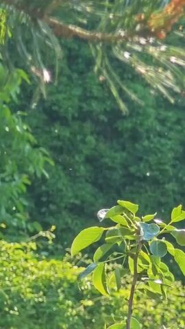 The video shows a close-up shot of lush green foliage on a sunny day. In the foreground, a small plant with bright green leaves is positioned on the right side of the frame. The background is filled with a dense wall of green leaves, possibly a hedge or trees, and above that, a pine branch with needles is visible, allowing sunlight to filter through. The sunlight creates a bokeh effect with small, bright circles of light scattered throughout the image, especially on the pine needles and in the middle ground. There are no people or distinct objects, only the natural environment and the interplay of light and shadow. The overall impression is one of a vibrant, sunlit garden or natural setting.
