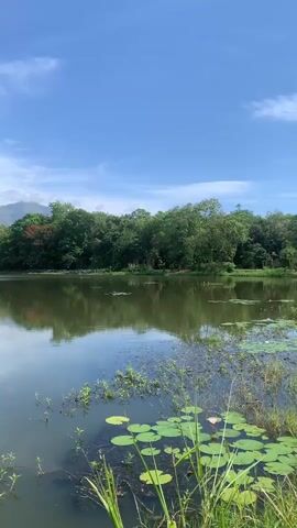 The video shows a calm lake with lush green trees and mountains in the background. The sky is clear blue with a few white clouds. Lily pads and aquatic plants are visible in the foreground of the water. The scene is serene and peaceful.