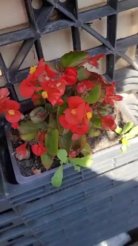 The video shows a potted red begonia plant with green leaves. The pot is in a dark gray plastic crate. There are also some small green seedlings growing in the soil around the begonia. The background is a black grid structure. The lighting suggests it is daytime.