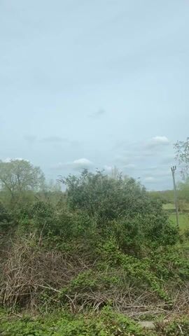 The video shows a view from a moving train. Initially, a metallic tower stands next to lush green foliage. The view then opens to a wide green field under a partly cloudy sky. More trees and bushes appear along the horizon. As the train moves, the perspective shifts to close-up views of tree branches and leaves, conveying a sense of speed and motion through the landscape.