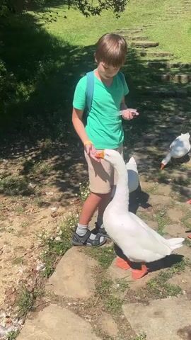 A young boy wearing a green t-shirt, beige shorts, and sandals stands in a park-like setting with a backpack on. He is holding something small in his hand and interacting with several white geese. The geese are gathered around the boy, some of them reaching out towards his hand. The ground is covered in dirt, stones, and some sparse greenery. In the background, there are more trees and a grassy slope with a building visible at the top. The lighting suggests it is daytime.