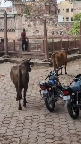 The video shows a street scene with two cows, several motorcycles, and a few people. In the foreground, a dark-colored cow is walking away from the camera, while a lighter-colored cow stands further back. Two motorcycles are parked side-by-side in the middle of the frame. A woman wearing a pink and orange sari is standing near the motorcycles, holding a plastic bag. In the background, a man in a red shirt is leaning on a railing, and another man in a blue shirt is looking over the railing. Behind them is a building made of red stone with intricate carvings, possibly a temple or historical monument. Trees and foliage are visible in the upper part of the frame. The ground is paved with interlocking hexagonal stones. The overall impression is of a typical day in a town where livestock roam freely alongside vehicles and people.