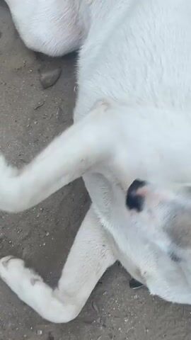 A white dog with patches of light brown on its head, ears, and back is seen interacting with a person outdoors in Asgaour, Morocco. The ground is unpaved, appearing to be dirt or sand, with scattered small stones and debris.

Initially, the dog is lying on its side, wiggling its legs as a person's hand, adorned with red nail polish, gently pets its belly. The dog quickly rolls over, gets to its feet, and wags its tail enthusiastically. It then performs another playful roll, exposing its belly again, seemingly inviting more petting. The person's hand is seen stroking the dog's back and head.

The dog appears very affectionate and playful, responding to the touch with happy body language, including tail wags and rolls. It looks up at the person with light-colored, gentle eyes while being petted on the head. The interaction suggests a bond between the dog and the person, with the dog clearly enjoying the attention. The overall atmosphere is light and heartwarming.