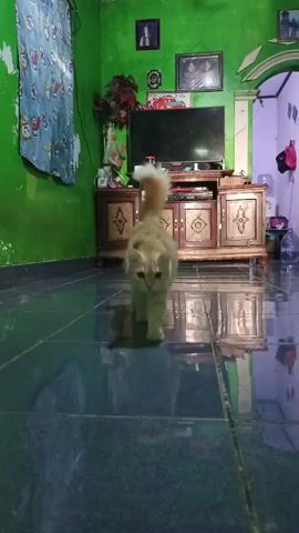 A ginger cat walks into frame from the left and proceeds to lie down on a dark tiled floor in what appears to be a living room. The room has green walls, a television on a wooden cabinet, and a window with blue curtains.