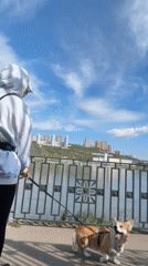 Person walks corgi through Krasnoyarsk parks and riverside paths