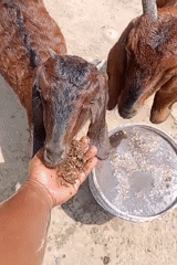 Goats feeding in outdoor pen in Lhokseumawe, Indonesia