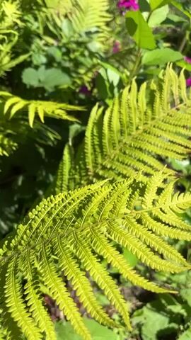 The video is a close-up shot of vibrant green fern fronds gently swaying in the sunlight. The camera focuses on the intricate details of the fern leaves, showcasing their feathery texture and the way light filters through them, creating dappled shadows. In the background, out-of-focus pink flowers can be seen adding a subtle splash of color to the lush greenery. The overall impression is one of a serene and natural outdoor setting.