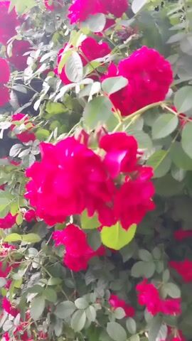 This is a close-up, handheld video of a dense bush of vibrant red roses in full bloom. The camera pans slowly from left to right, showcasing the various sizes and stages of the roses, from tightly furled buds to fully opened blossoms. The lighting appears to be natural, likely daylight, with some dappled sunlight filtering through the leaves. The background is filled with lush green foliage and more red roses, creating a rich, textured tapestry of color. There are no people or animals visible in the frame. The overall impression is one of natural beauty and abundance, capturing the essence of a rose garden in its prime.
