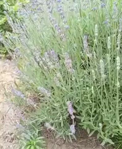 This is a close-up video of a lavender plant. The camera is positioned low to the ground and pans slowly across the plant, focusing on the lavender stalks and blooms. The lavender is mostly a pale purple color, with some stalks still in bud and appearing light green. The leaves are a muted green and appear somewhat fuzzy. The background is out of focus and appears to be soil and possibly other greenery. The lighting is natural, suggesting it is daytime. There are no people or other distinct objects visible.