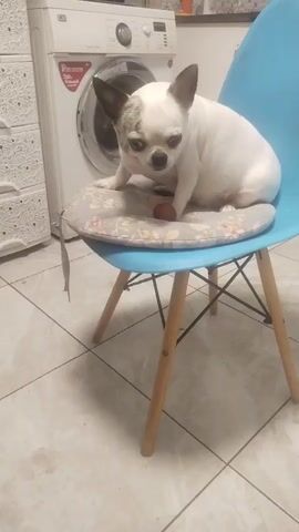 A small white dog with black markings on its ears sits on a blue chair with a patterned cushion. The dog is looking down at a small brown object on the cushion, possibly a treat. In the background, a white washing machine is visible, as well as a cabinet with decorative patterns. The floor appears to be tiled. The dog's body language suggests it is curious or perhaps contemplating the object. The lighting is dim, creating a home-like atmosphere.