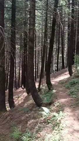 The video shows a view of a forest with tall, thin trees. The ground is covered with pine needles and some ferns. Sunlight filters through the trees, creating patches of light and shadow on the forest floor. The camera pans slowly from left to right, offering a continuous view of the wooded landscape. There are no people or animals visible in the video. The environment appears to be a natural, undeveloped forest.