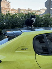 Cat sits on sports car hood in Rijeka street