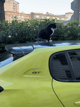 Cat sits on sports car hood in Rijeka street