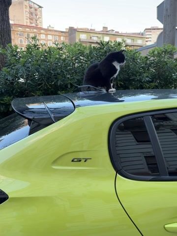 A black and white tuxedo cat is sitting on the shiny black roof of a vibrant lime green car. The car has a black spoiler and a "GT" emblem visible on its side. In the background, there are lush green bushes and distant apartment buildings under a clear sky.

At the beginning of the video, the cat is facing away from the camera, looking towards the left. A human voice says, "Hey." The cat then turns its head to look directly at the camera, opening its mouth slightly as if meowing or yawning. The voice says "Hey" again. The cat then looks upwards before slowly standing up. It takes a step forward on the car's roof, its reflection clearly visible on the glossy surface, showing its form and the surrounding environment. The video ends with the cat standing on the car roof.
