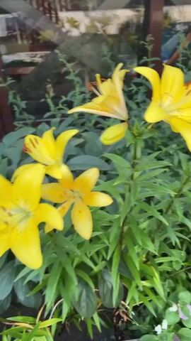 A close-up video showcases a garden bed filled with vibrant yellow lilies in full bloom, interspersed with buds and lush green foliage. The camera pans across the flowers, highlighting their delicate petals and prominent stamens, some with reddish speckles. In the background, a swimming pool with blue water is visible, suggesting an outdoor setting, possibly a backyard or a recreational area. Beyond the pool, a building with white brick walls and a brown roof can be seen, along with a wooden bench. The overall scene evokes a feeling of natural beauty and tranquility. The lighting suggests it might be daytime, with soft light illuminating the flowers. A few small purple and white flowers are also present, adding a touch of color variety to the scene. The location is identified as Hnarovske, Ukraine.