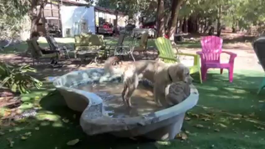 The scene is an outdoor backyard area with several chairs and a dog in a small, kidney-shaped pool of water. The dog, a golden retriever type, stands in the water, facing right. The pool appears to be made of concrete. A person is seated in a chair in the background to the left, engaged with a phone or small screen. Other chairs are scattered around, some colorful. The ground is a mix of grass and fallen leaves. There are trees around the yard. A building is visible in the background.