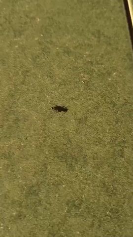 The video shows a lone ant walking on a field of grass. The ant is small and dark, and its shadow is visible on the grass. The grass is green and evenly cut. The perspective is from above.