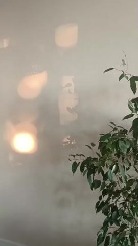 This is a close-up, vertical video of a wall with some unusual reflections and a plant. The wall appears to be white or a very light neutral color. There are several soft, circular, yellowish-white reflections on the wall, particularly on the left side of the frame. These reflections suggest a light source is present, possibly a lamp or sunlight passing through a textured material, creating an abstract pattern. In the center of the frame, there is a hazy, somewhat diffused area that looks like smoke or fog, which appears to be moving or dissipating slightly across the wall. To the right of the frame, the top portion of a leafy green plant is visible. The plant has dark green leaves with lighter green or white variegation. The leaves are arranged on thin stems, reaching upwards and to the right. The overall impression is a quiet, possibly indoor scene with atmospheric elements. The video is static, with no apparent camera movement.