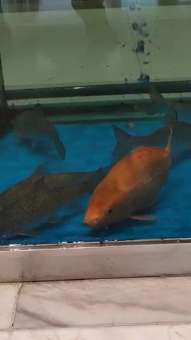 The video displays a close-up view of a large aquarium filled with water. Several fish of varying sizes and colors are swimming within the tank. The water appears to be a vibrant blue. The tank is framed by a white structure, and the background is out of focus, suggesting the camera is positioned in front of the aquarium. The lighting is consistent, illuminating the fish and the tank's interior. Bubbles are visible in the water, indicating an aeration system. The fish are the primary focus, with one orange fish prominent in the foreground, and several other fish, including some larger grey ones, swimming throughout the tank. The camera is mostly stationary but there are some minor movements.