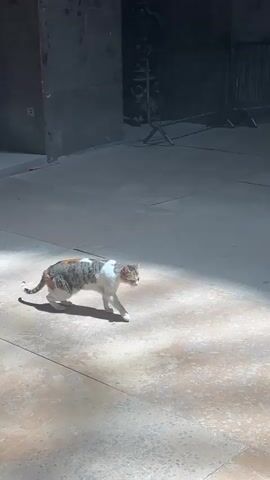 A calico cat walks into a patch of light on a stone floor. The camera pans up to reveal the cat is inside an area with tall stone columns, arched ceilings, and metal barriers. People are standing and conversing. Religious singing can be heard.