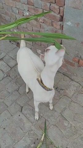 A white goat stands on a cobblestone patio, nibbling on green leaves. The goat wears a yellow and blue collar. Behind the goat is a brick wall. The video is taken from a high angle looking down.