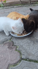 Three kittens share meal from plate in Nova Kakhovka