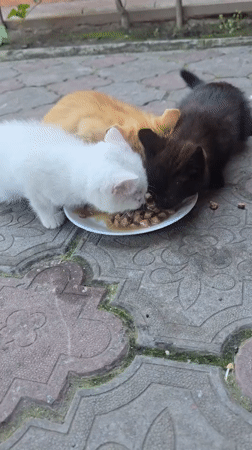 Three kittens share meal from plate in Nova Kakhovka