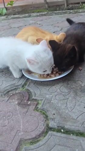 Three kittens share meal from plate in Nova Kakhovka