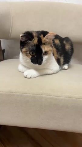 The video shows a calico cat with folded ears sitting on a light-colored upholstered chair. The cat is mostly facing forward, with its head slightly tilted down and to its left. Its front paws are tucked beneath its chest. The cat's fur has patches of black, white, and orange. The background consists of a textured wall and the armrest of the chair. The lighting is soft, casting minimal shadows. The cat remains still throughout the short clip.